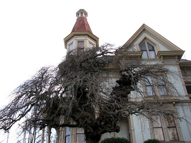 A tree in front of the Flavel House, Astoria, Oregon