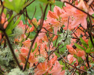 Azaleas in the Rain, Astoria, Oregon