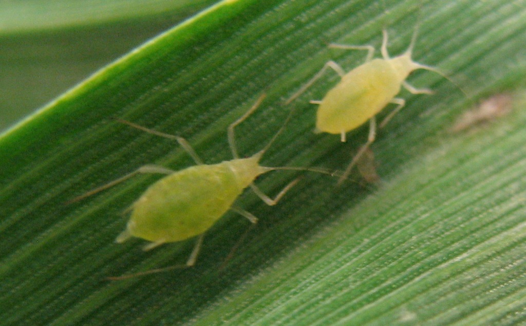 [Cereal+Aphids+2008+015.jpg]