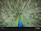 The Power of the Peacock