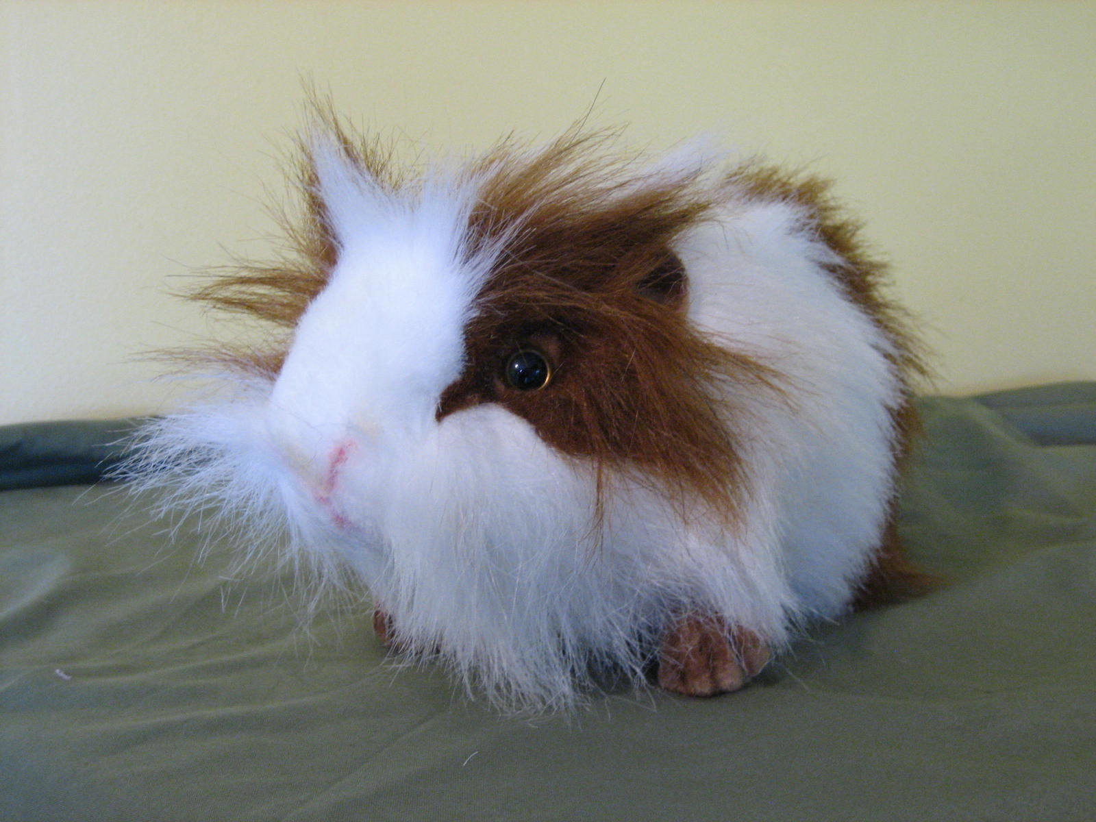 [large_brown_and_white_guinea_pig.jpg]