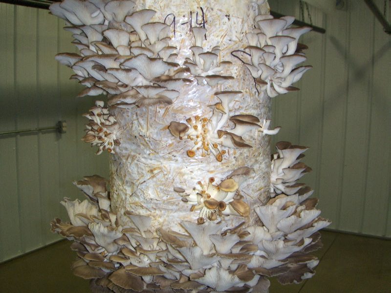 Dairy Goat Farm where Soap and Caramel are Crafted Naturally Brown