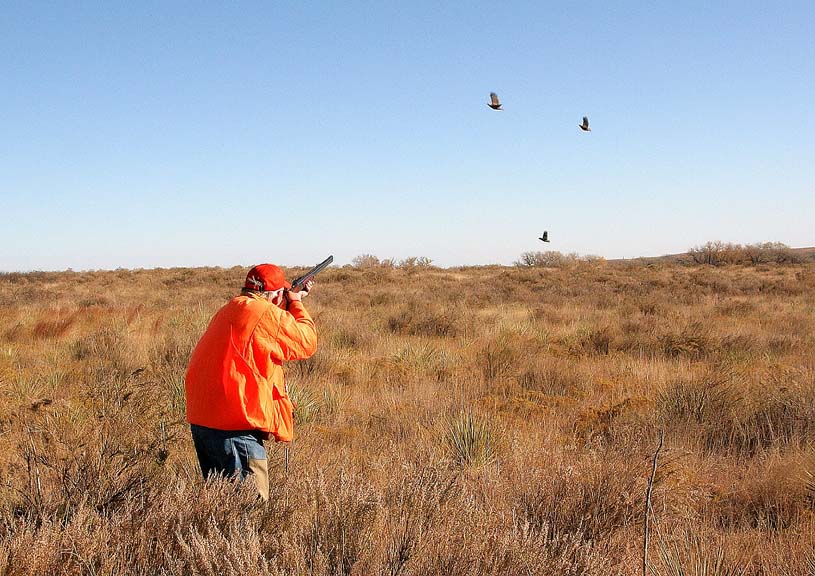 Rene Heil - Ranch Photographer: Quail Season