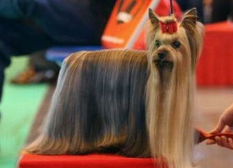 Pics obsession: Funny Dog Hair Cuts