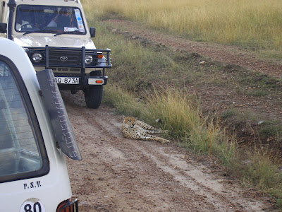 Safari Kenya: cu ghepardul in mijlocul drumului