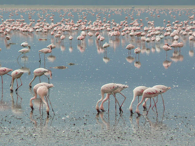 Imagini safari: flamingo pe lac Nakuru