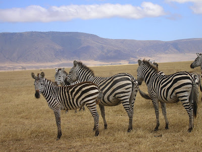 Safari Tanzania: zebre in Ngorongoro