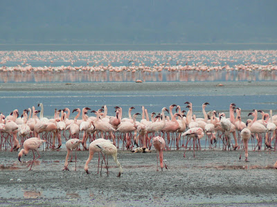 Safari: flamingo pe lacul Nakuru
