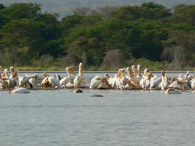 Imagini Etiopia: lacul Chamo, pelicani