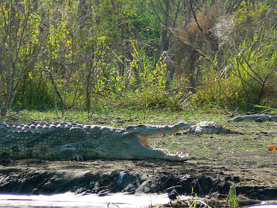Imagini Etiopia: lacul Chamo, crocodil