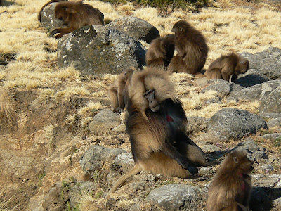 Imagini Etiopia: Muntii Simien babuini gelada
