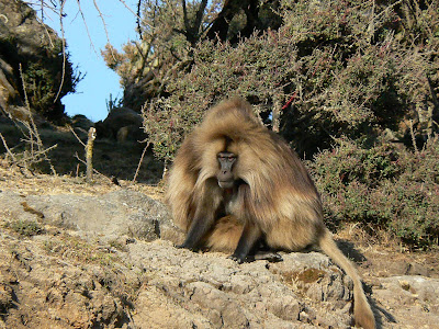 Imagini Etiopia: Muntii Simien babuin gelada