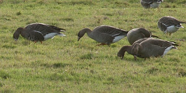 [White-fronted_Geese_WWT_251107_2.jpg]