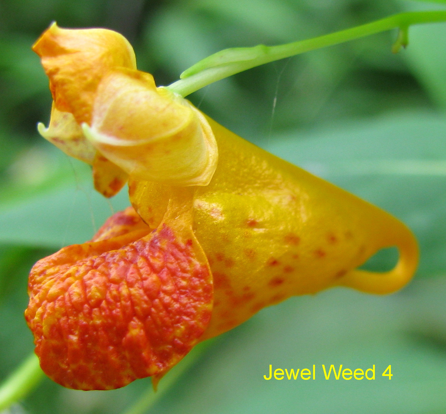 [Jewel+Weed+4.jpg]