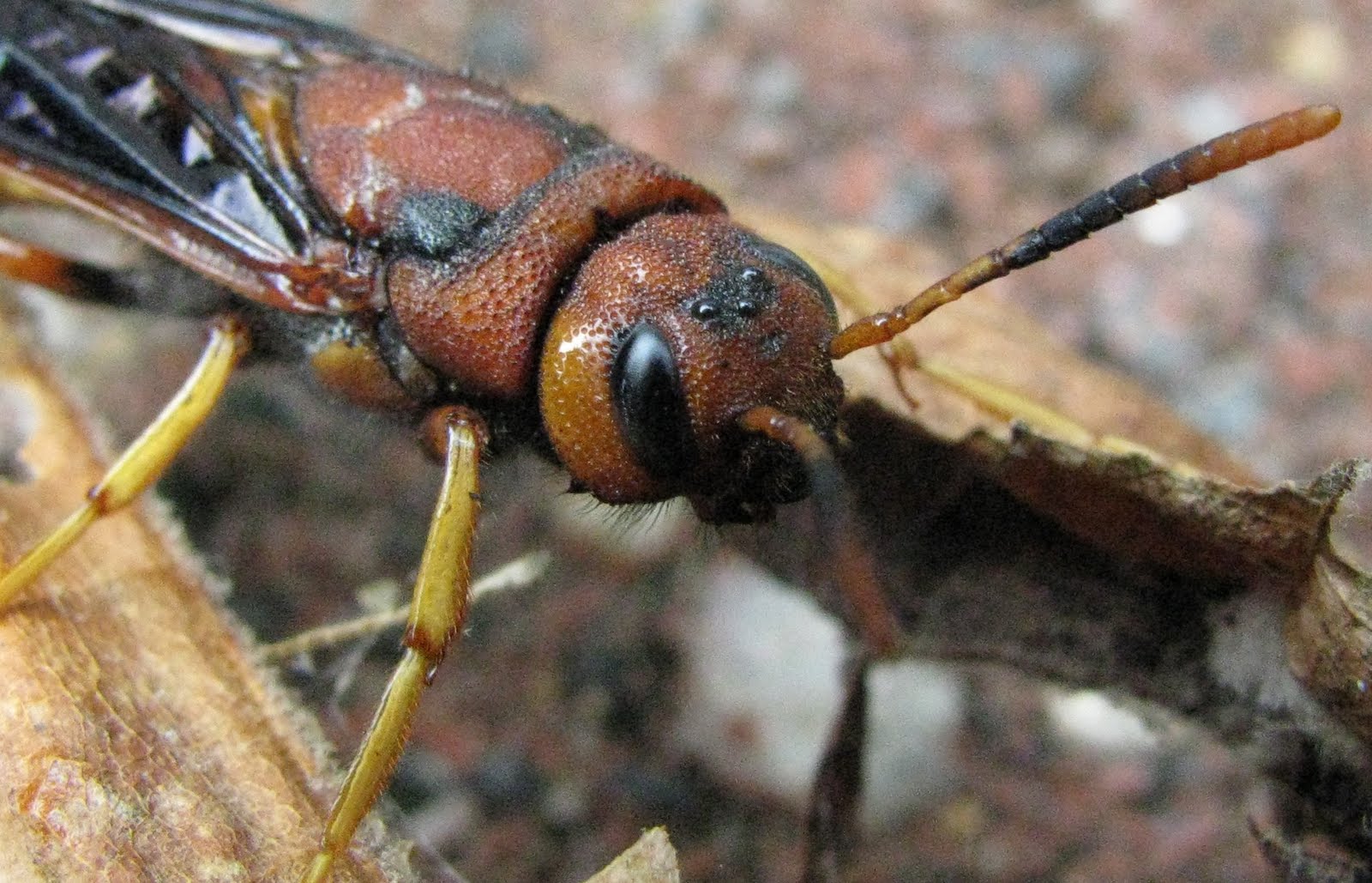 [Horntail+Wasp.jpg]