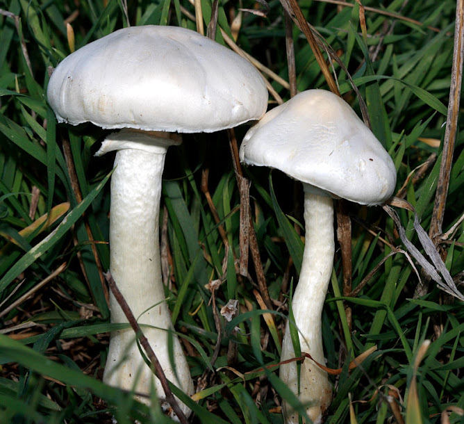 Composición de setas