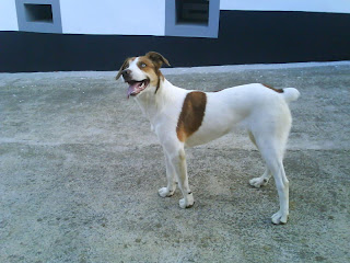 A minha Leoa é uma fera...