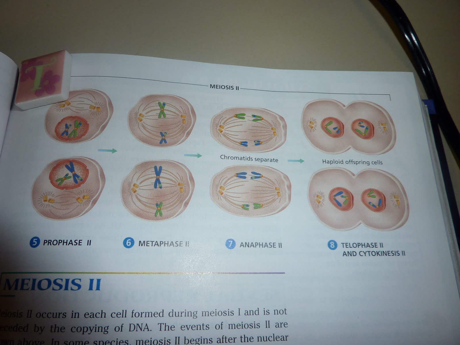Can You Fill In The Meiosis Concept Map Map