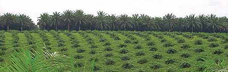 [plantation-palmiers-huile.jpg]
