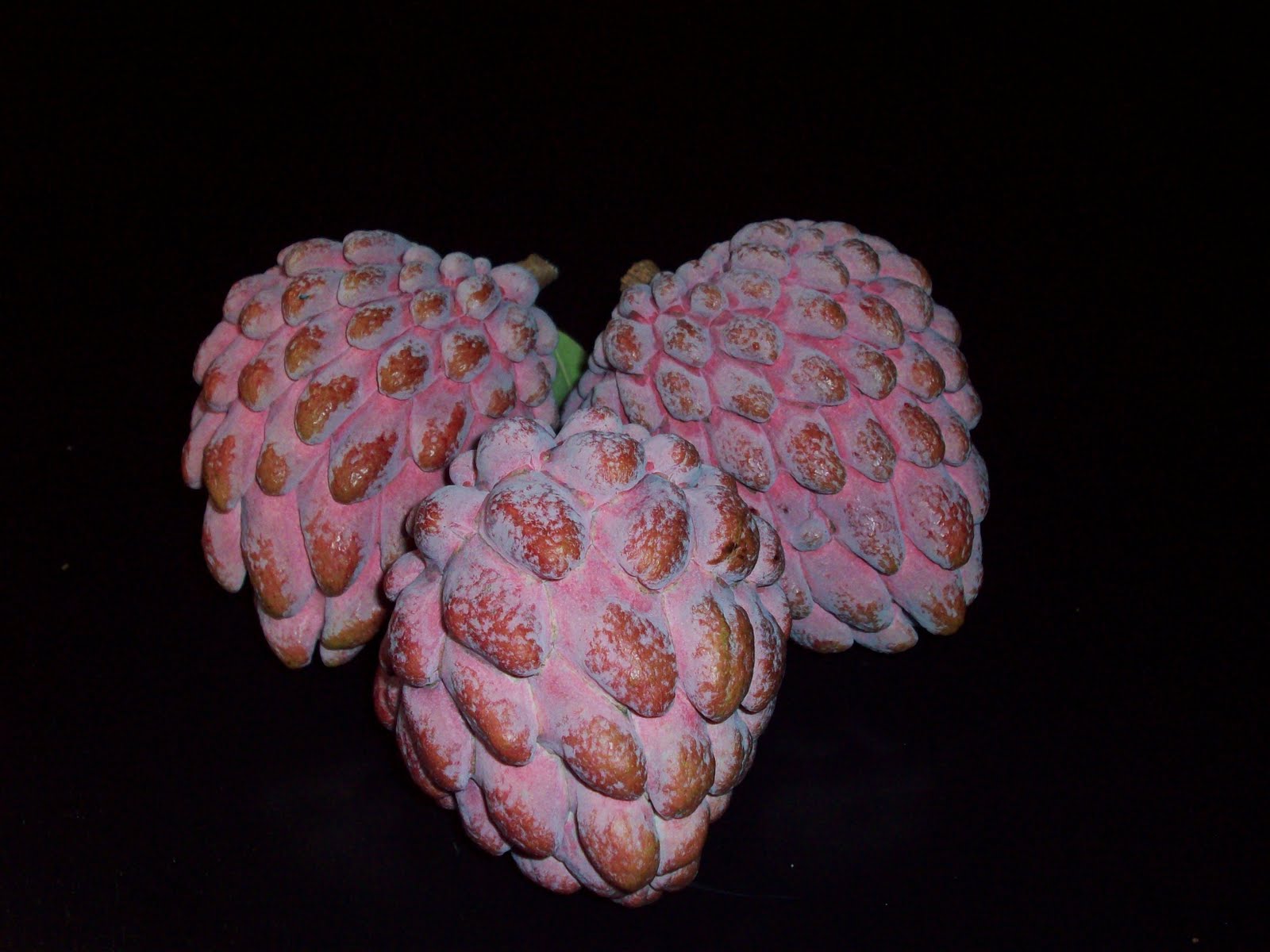 I likE plants! Annona squamosa 'Kampong Mauve'