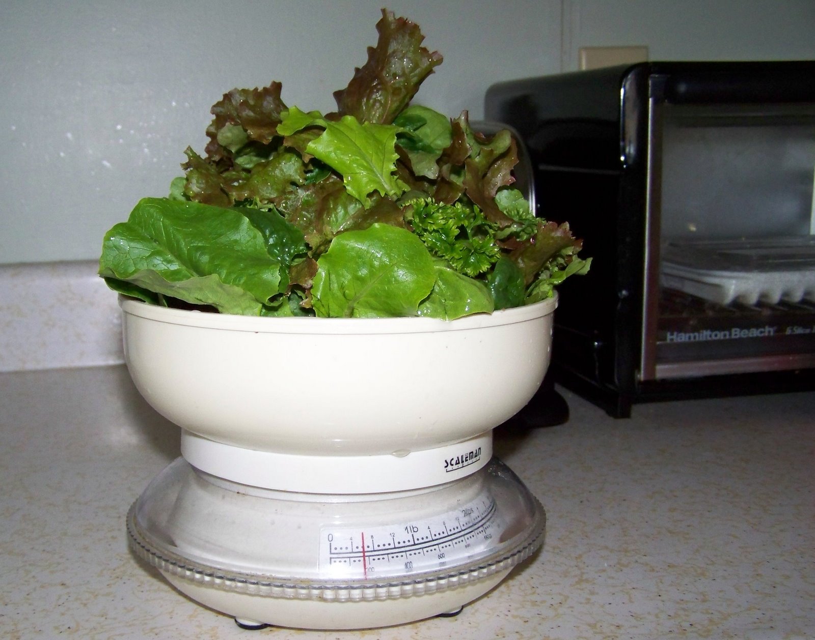 [2009-02-24+Salad.jpg]