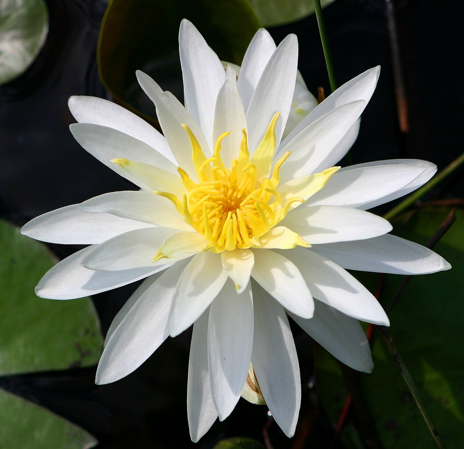 Gallery of picture of a lily flower.