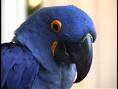 Γαλάζιος παπαγάλος