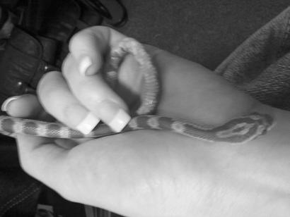 [snake+and+hand.jpg]