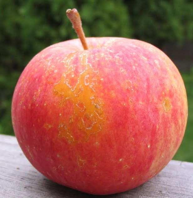 crab apple doll