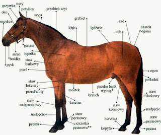 Konie i Kucyki: listopada 2009