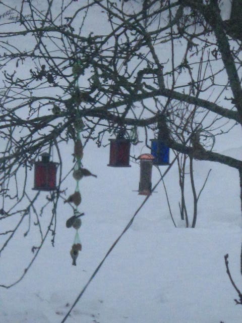 Fåglarnas restaurang