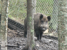 Vildsvin som gömmer sig