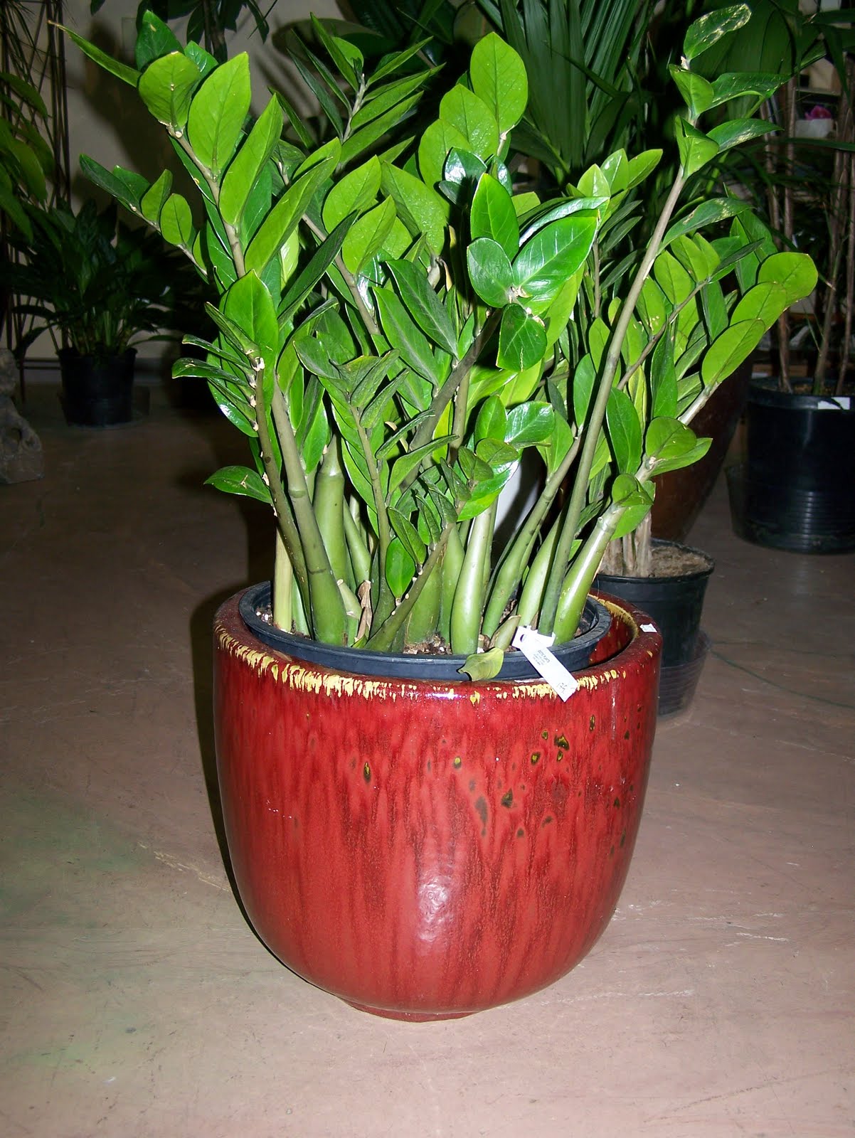 Exotic Plants ZZ Plants