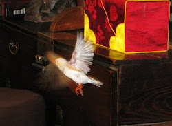 Seoul City Daily Photo: Flying Bird Tea House