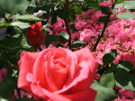 The roses in the garden