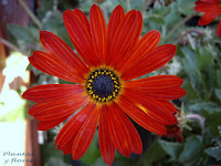 Arctotis x hybrida