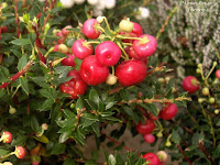 Pernetia