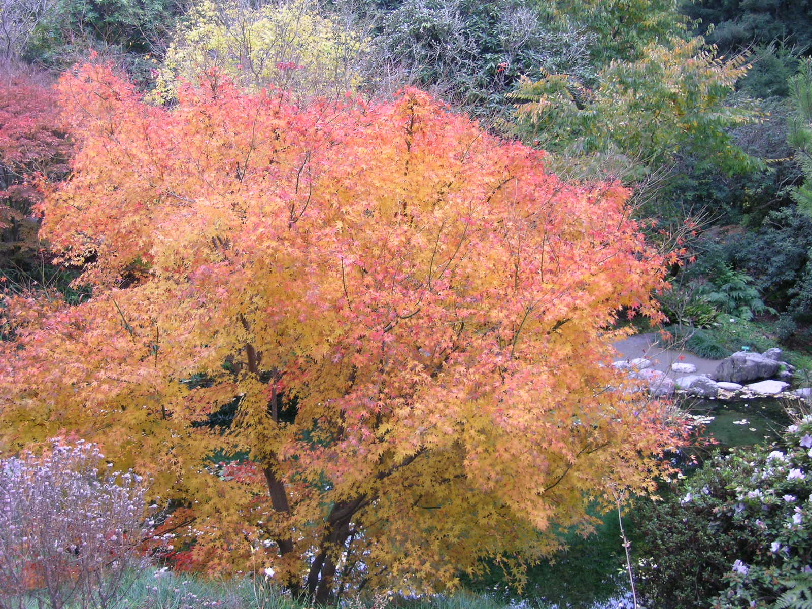 Berkeley Butterfly Blog Acer palmatumJapanese maple