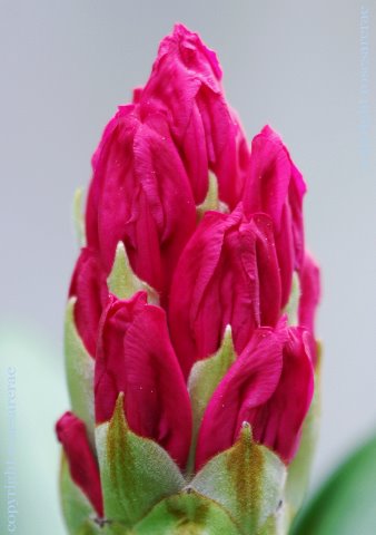 [rhododendron-2.jpg]