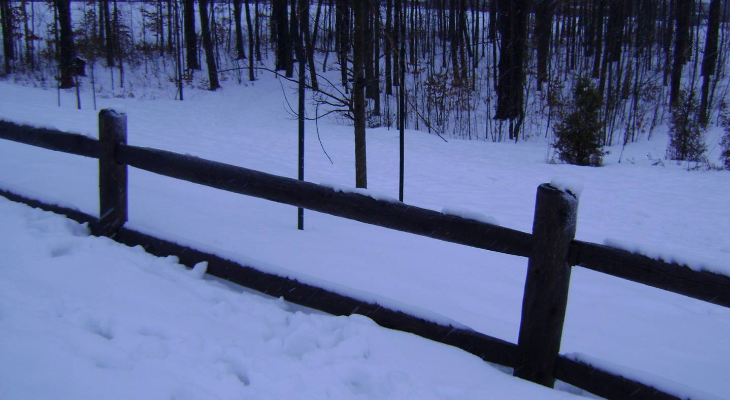 [snowy+forest.jpg]