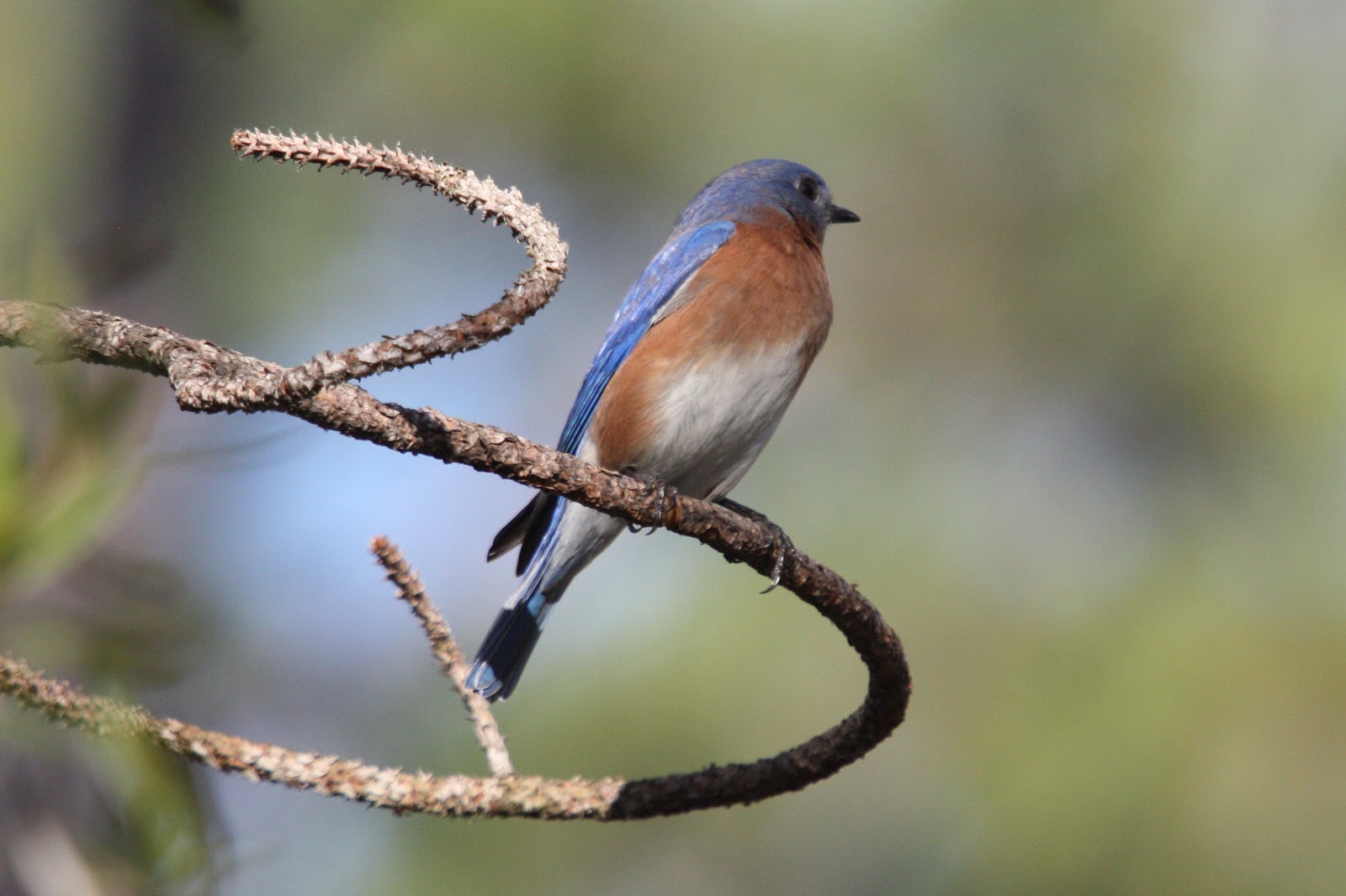 Bird Man of Bridgewater Perching Birds of Louisiana