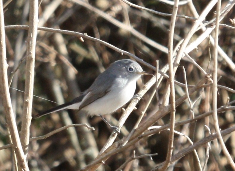 Bird Man of Bridgewater Perching Birds of Louisiana
