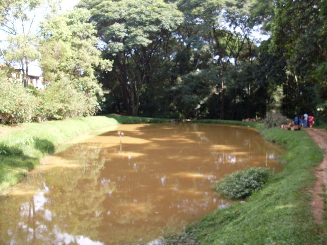 lago dos cisne parque dos remedios.