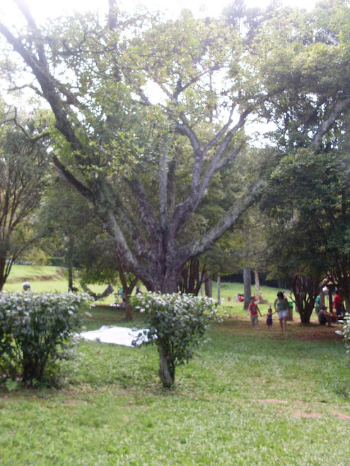 aqui você encontra inumeros quiosques com churrasqueiras e boms espaços para descançar .