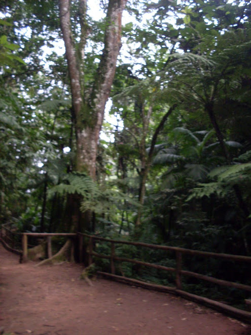 uma boa vista e com diversas arvores catalogadas.