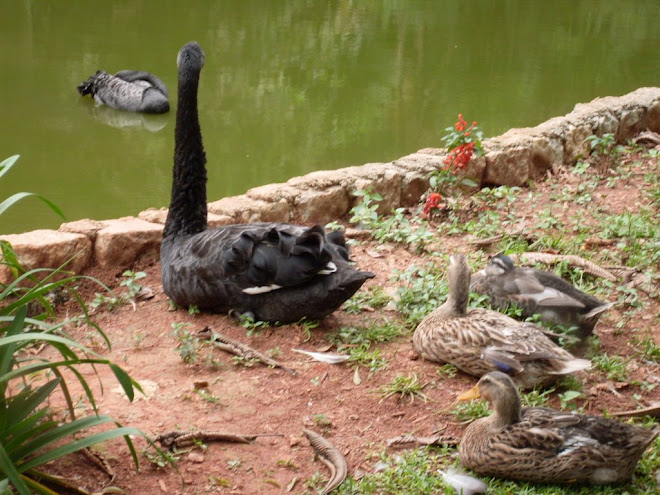 lago dos patos.