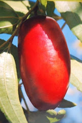 Jujube - The Red Date