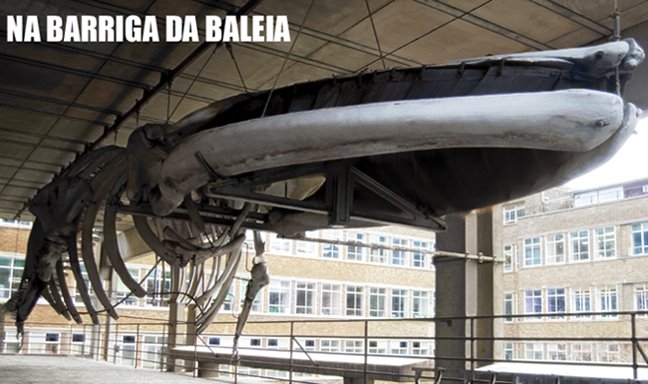 Na barriga da baleia