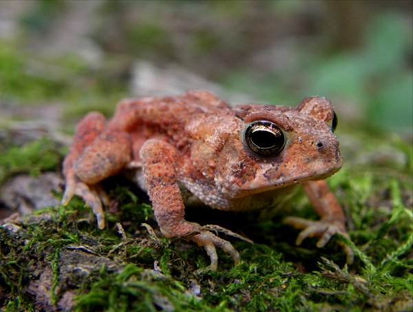 [frohring+meadows+toad+21561.jpg]