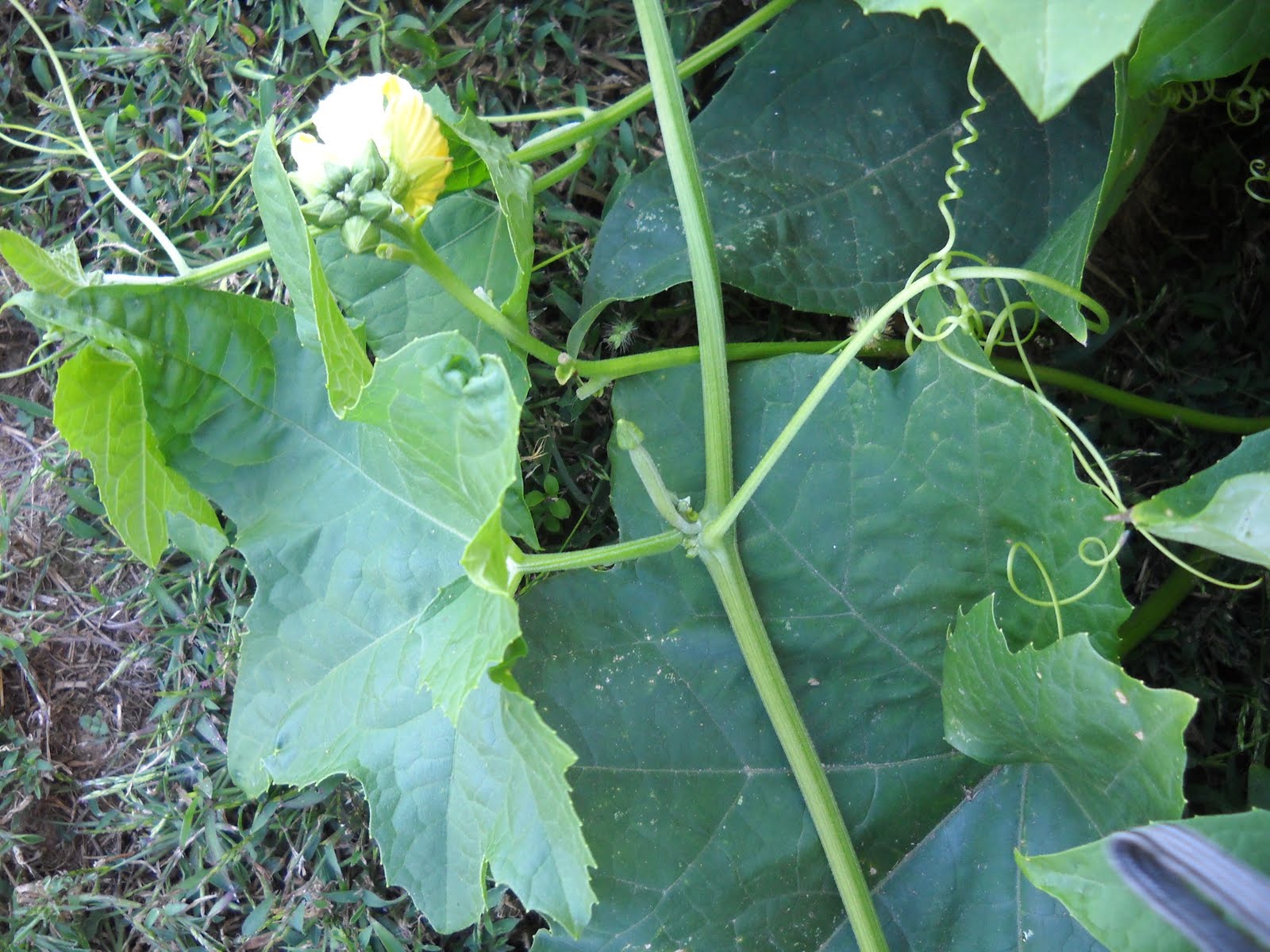 The Little Homeschool How to Grow Your Own Loofah (Luffa)